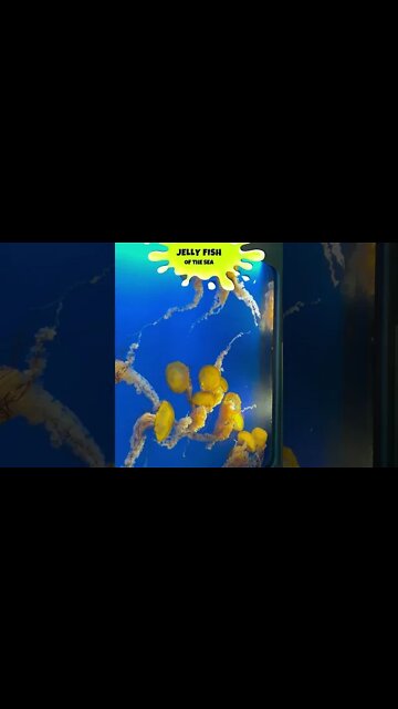 4 Types of Jellyfish