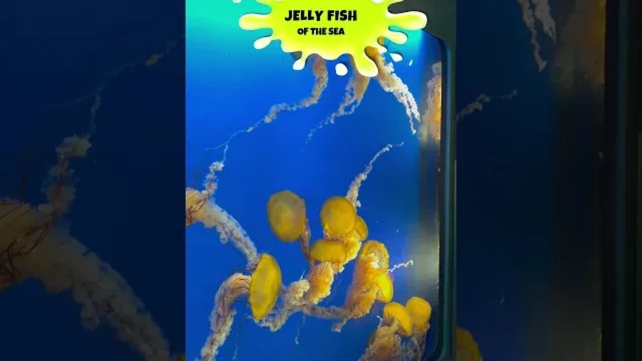 4 Types of Jellyfish