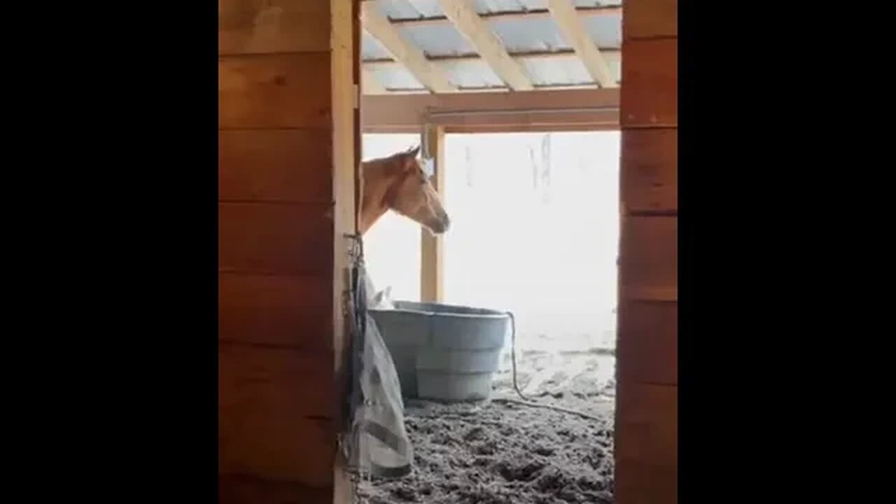 Annoying Horse