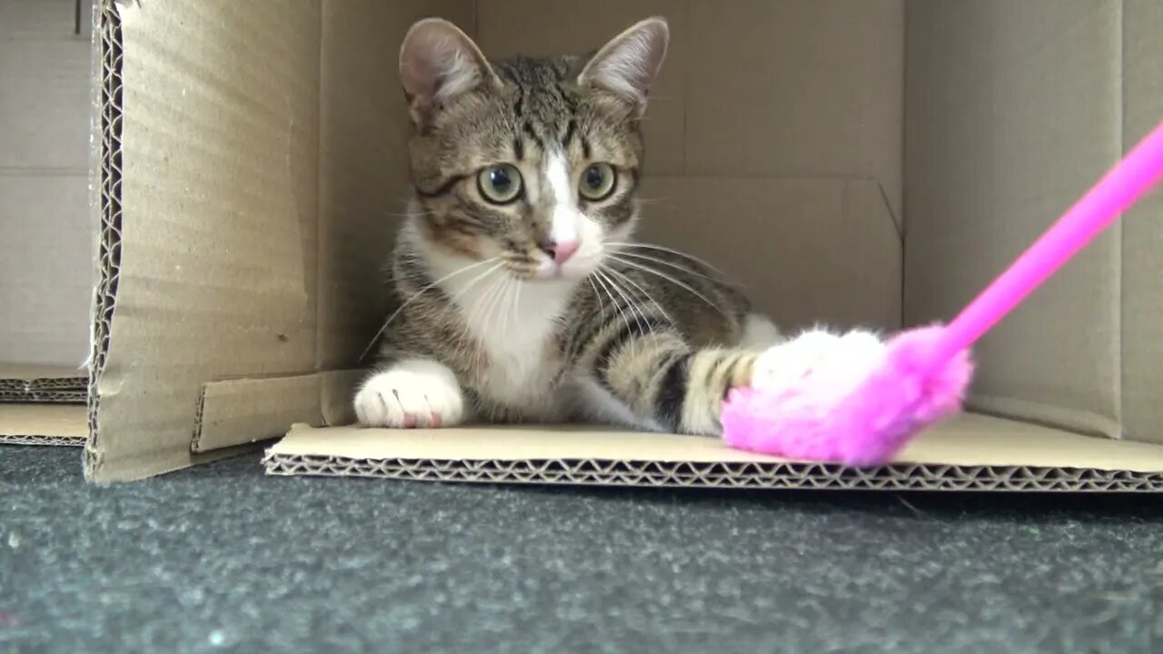 Little Cat Doesn't Feel Like Playing With His Toy