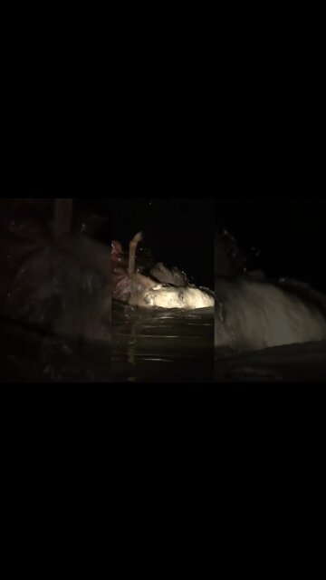 Hippo Chewing An Impala | Rare Sighing | #shorts #creativitydecoded