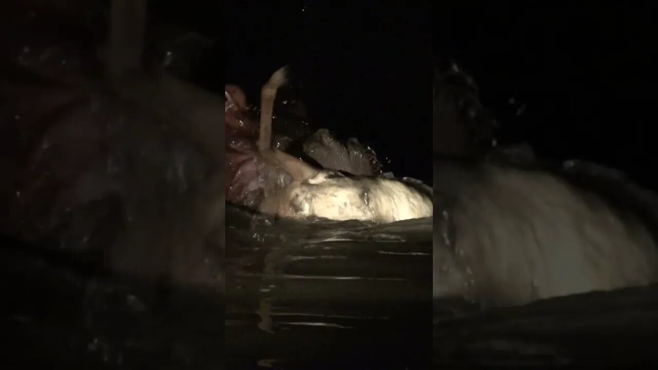 Hippo Chewing An Impala | Rare Sighing | #shorts #creativitydecoded