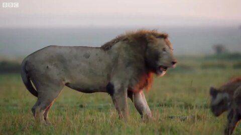 Lion Trapped by Clan of Hyenas | Dynasties | BBC Earth