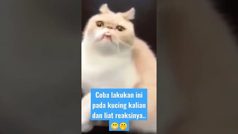 coba lakukan ini pada kucing kalian dan liat reaksinya #short #kucinglucu #kucingmeong #kucingmeong