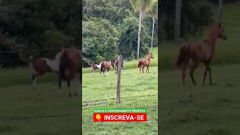 cavalos estão soltos #shorts #roça #animals #agro #bicho #haras #agropecuaria #confinamento #fazenda