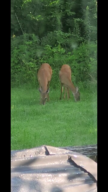 Deer out our Kitchen Window 7-18-24