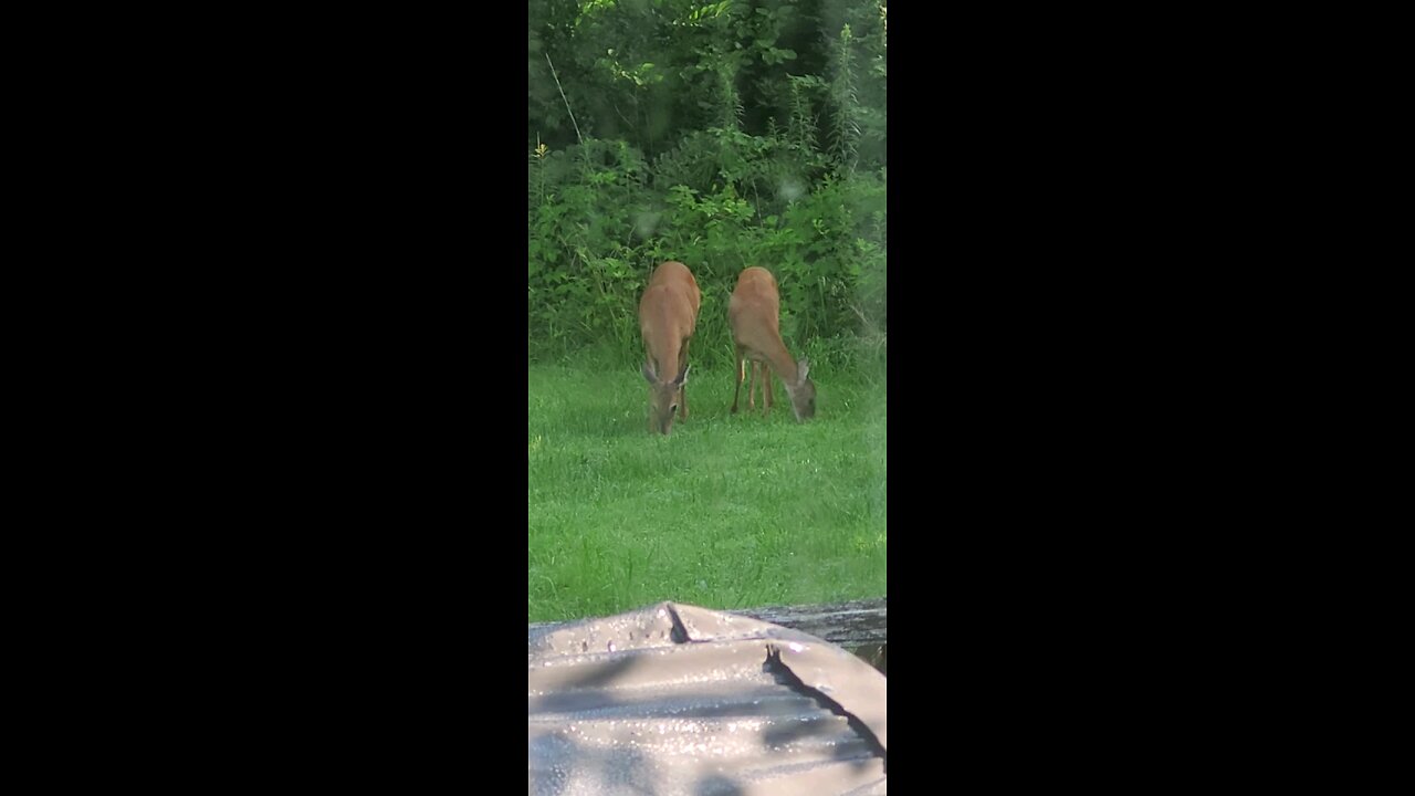 Deer out our Kitchen Window 7-18-24