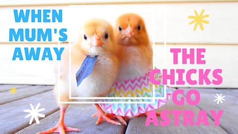 When Mum's Away... The Chicks Go Astray!