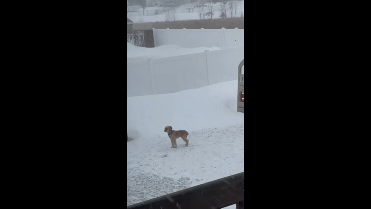 Puppy’s discover snow