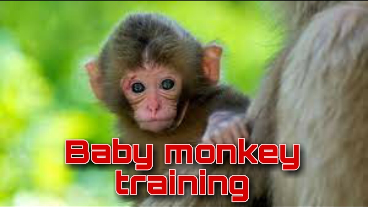 Baby monkey training