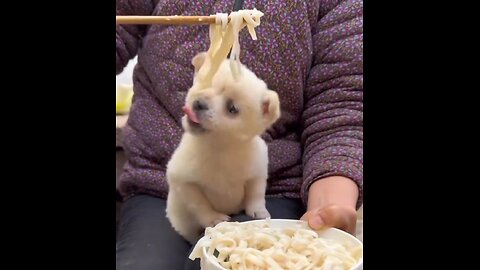 Eating food chinese 🐕