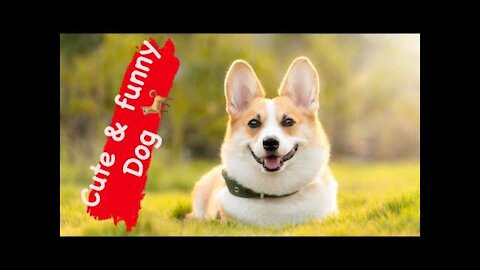 Cute and Funny Dog Videos Compilation - baby dogs - animals