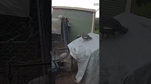 Female guinea fowl keet calling her friends at bed time