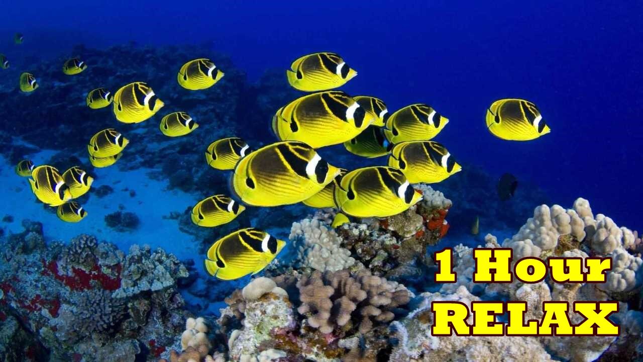 Fish & Relax music - for relaxation, rest, lesson preparation