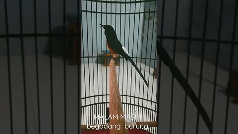 Burung Kas isian Cililin, bikin merinding malam malam
