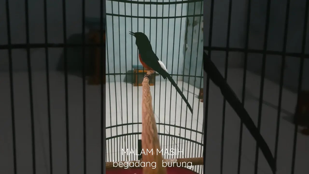 Burung Kas isian Cililin, bikin merinding malam malam