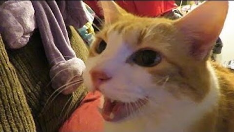 Cute Cats/Dogs Funny videos#cats#explore#meowing#shorts #shortsfeed#shortsvideo#animal#shortscut22