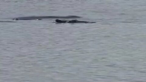 Relaxing hippo and birdsounds #relaxing #sleep #nature #birdsounds #africa #windsounds#viral#chill