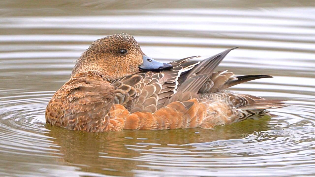 Cute Little Female Eurasian Wigeon Duck Grooming / Preening in Water