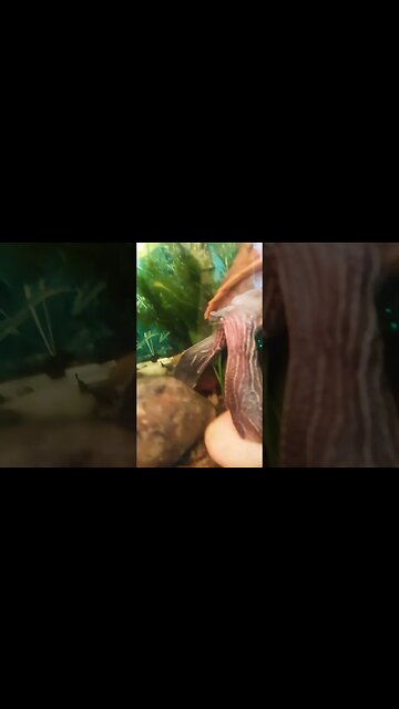 looking for 🍤 #pets