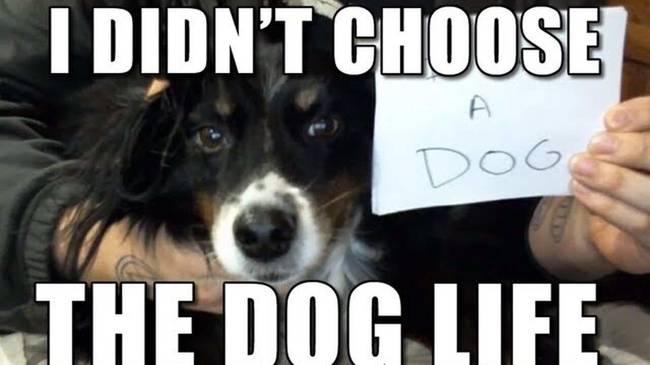 I Didn't Choose the DOG Life