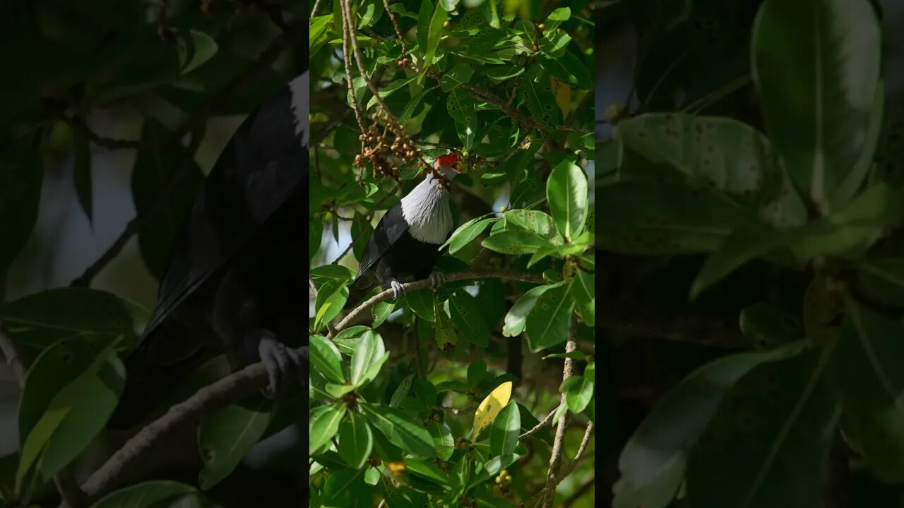 Cinematic Wildlife From Seychelles #Shorts