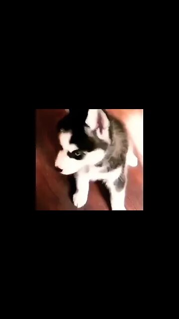 awww so gorgeous 💕 #shorts #foryou #xyzbca #viral