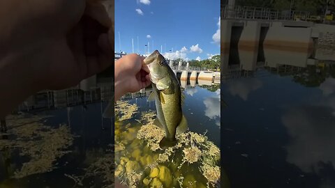 Bass on the Crankbait