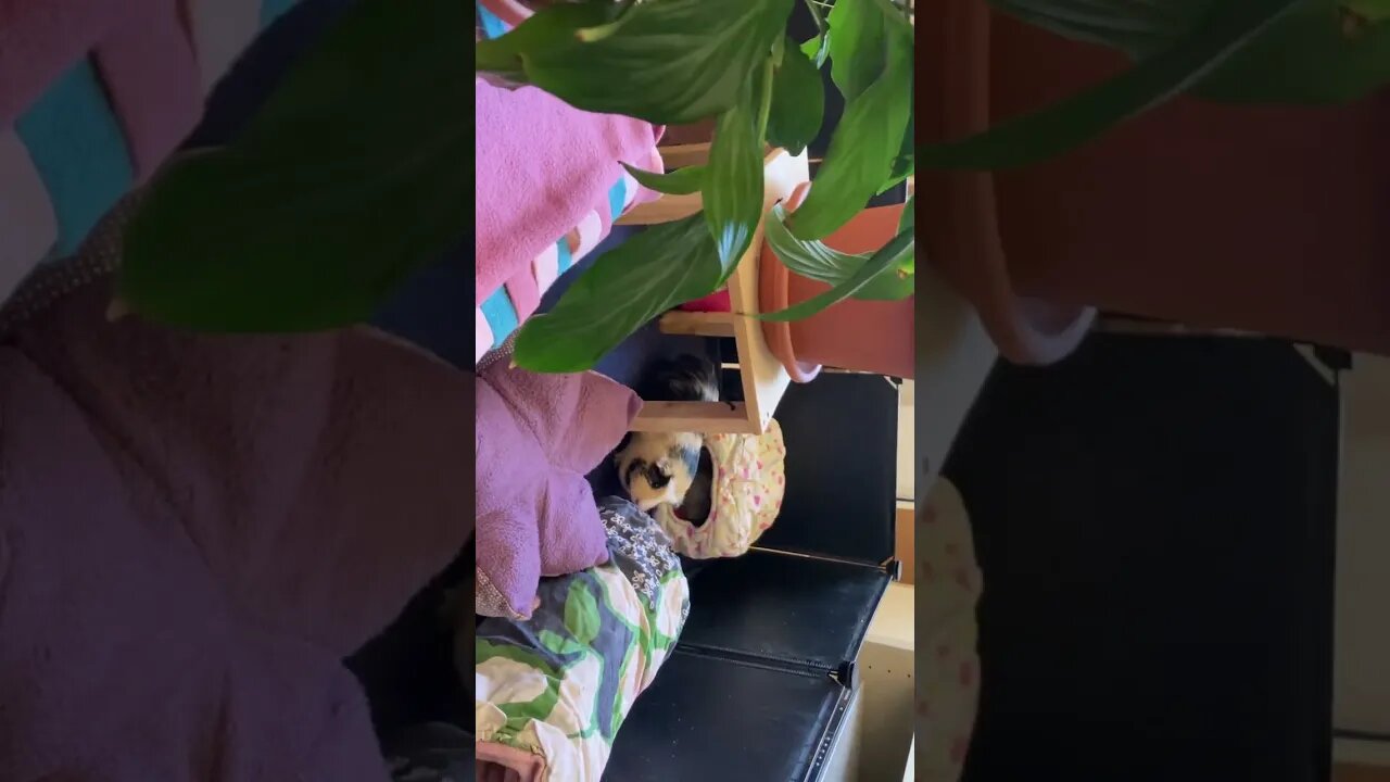 Guinea pig afternoon “throwback”