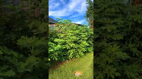 Harvesting Privacy: My Backyard Transformed into a Living Fruit Tree Fence in 2 Years!