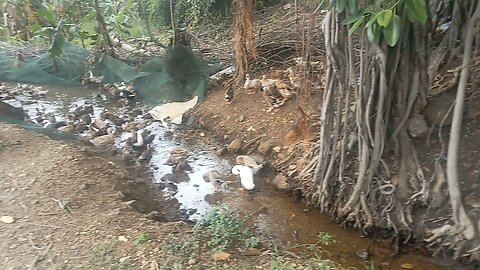 Indian River Ducks