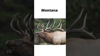 Best Hunting States