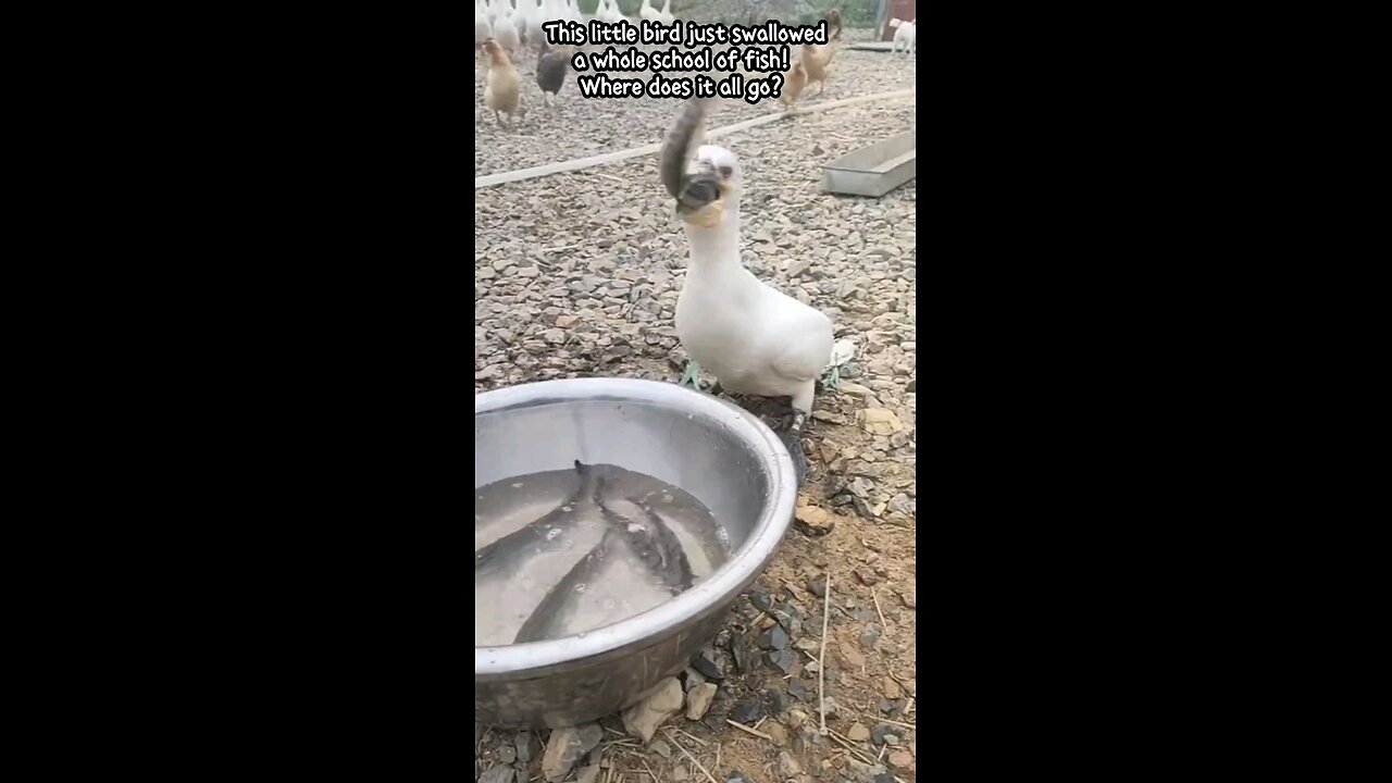 “🦢 This little egret just swallowed a whole school of fish! 🐟 Where does it all go? 🤯