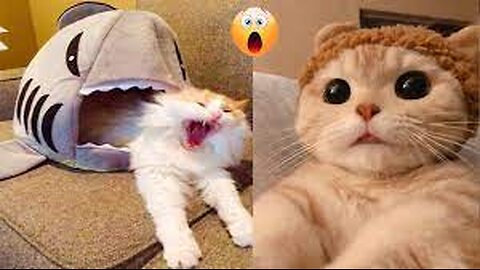 Ultimate Funny Dogs and Cats Videos 🤣 | Funny Animal Videos 🐶🐱