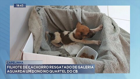 Capelinha: Filhote de Cachorro Resgatado de Galeria Aguarda um Dono no Quartel do CB.