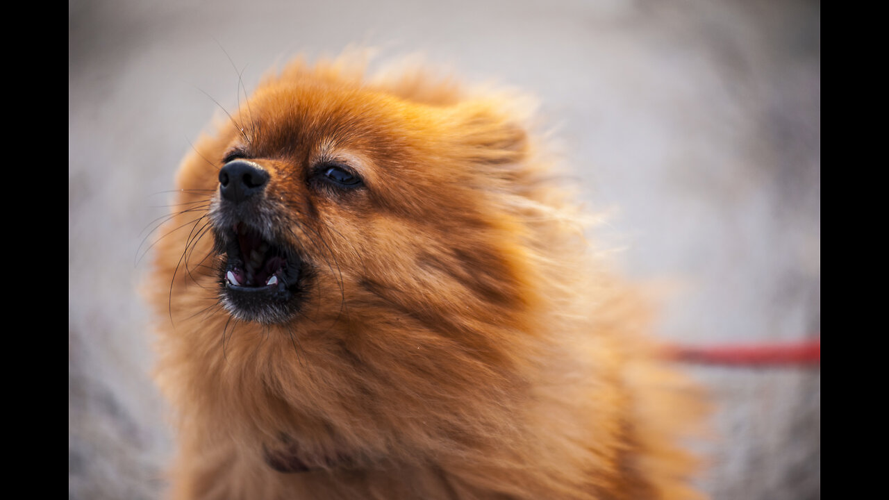 Dog Stories: Agility, sports, education and fun for dogs and its owners