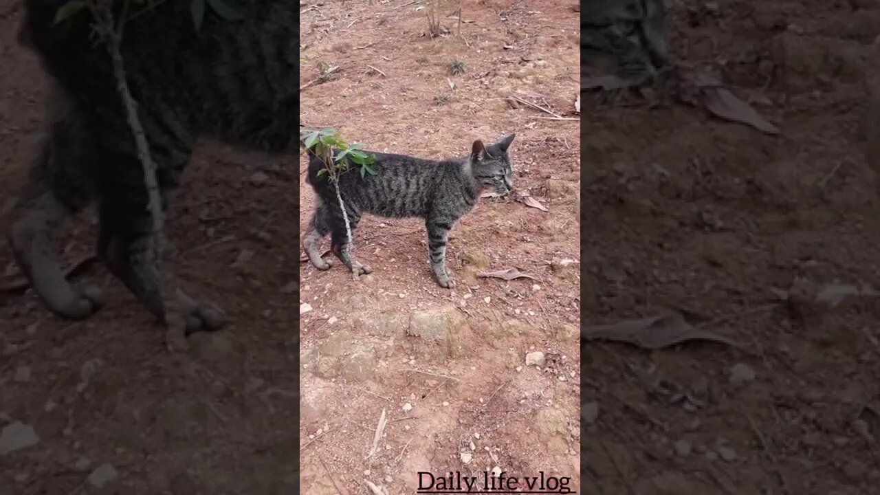 The cat loves to hang out with its owner