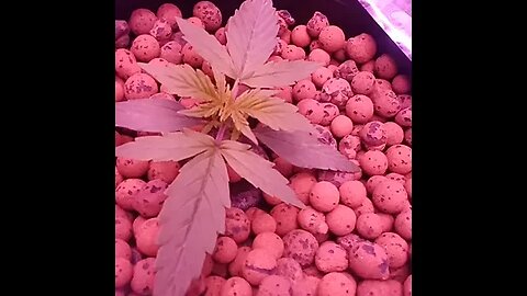 Seedsman Northern Lights Auto Seedling Day 12