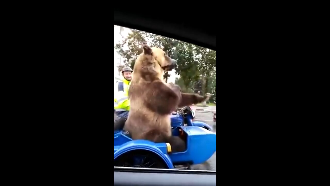 Bear in Russian traffic blowing saxphone