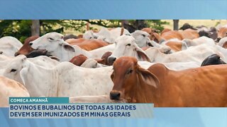 Começa amanhã: Bovinos e Bubalinos de todas as Idades devem ser imunizados em Minas Gerais.