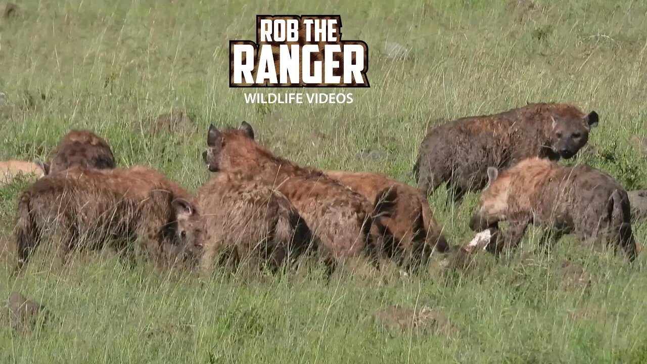 Hyenas Feast On A Buffalo | Maasai Mara Safari | Zebra Plains