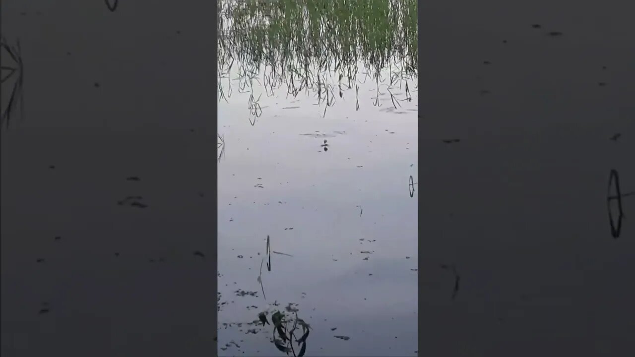 গ্রাম-বাংলার প্রকৃতির অপরূপ সৌন্দর্য, natural beauty of village-Bangla is during the rainy season.