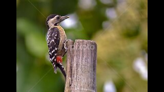 Fulvous-breasted Woodpecker bird video