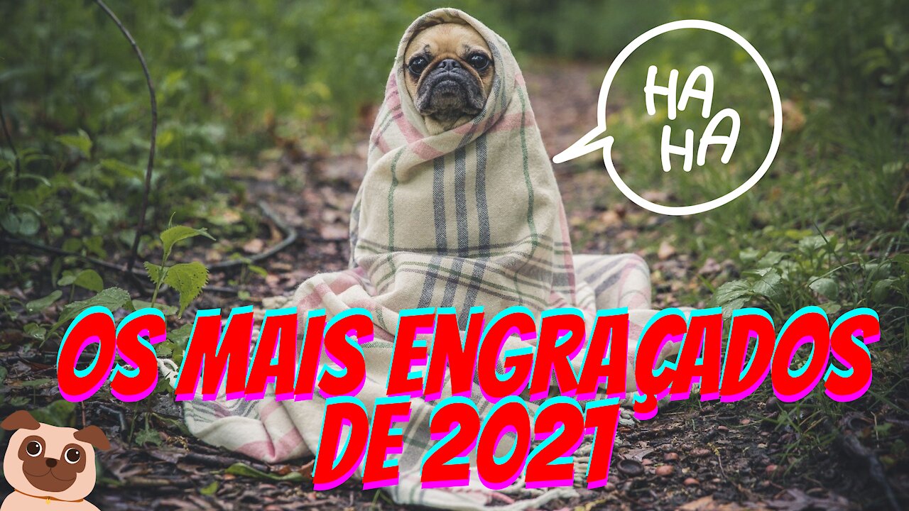 Cachorros engraçados - Os melhores de 2021 parte 1