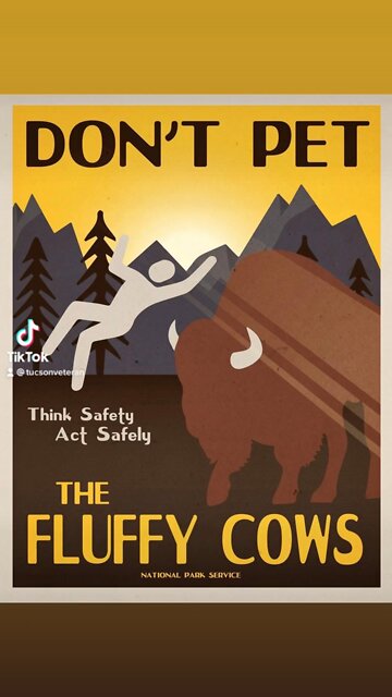 Buffalos are not your friends