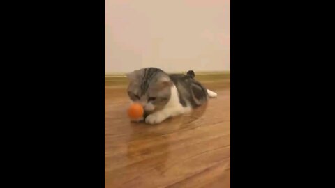 Cute cat plays with a ball