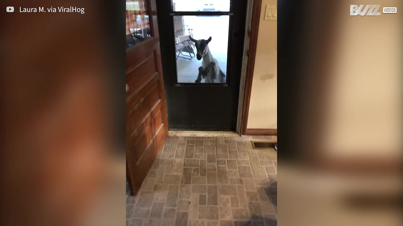 Cette chèvre frappe à la porte de ses voisins pour entrer