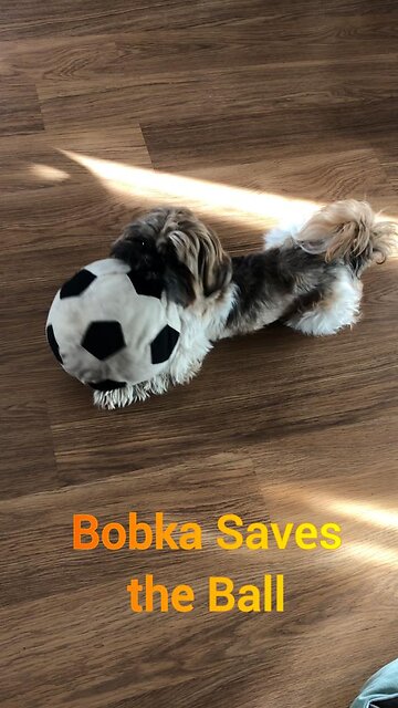 Shih Tzu Carries Ball Upstairs to Save It from Robovac