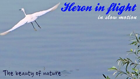 Heron in flight in slow motion with beautiful music / a beautiful bird in flight.