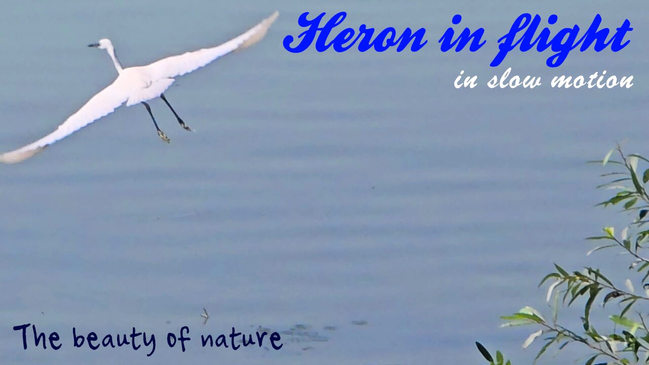 Heron in flight in slow motion with beautiful music / a beautiful bird in flight.